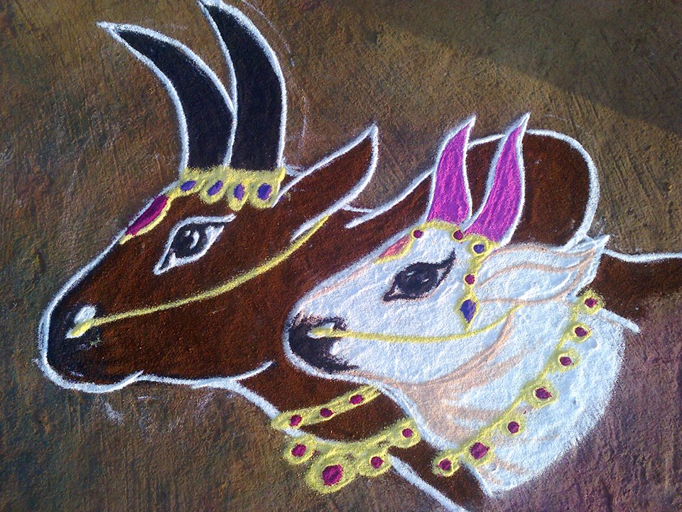 pongal kolam by suseela subbiah 4